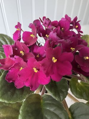 Cerise Saintpaulia