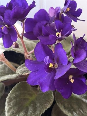 Lila Saintpaulia