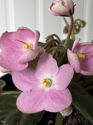 Rhapsodie Rosalie